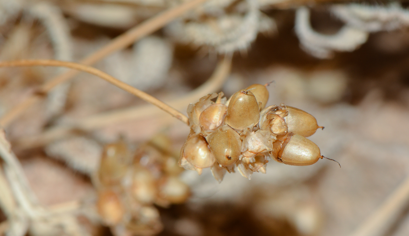 Image of Plantago ovata specimen.