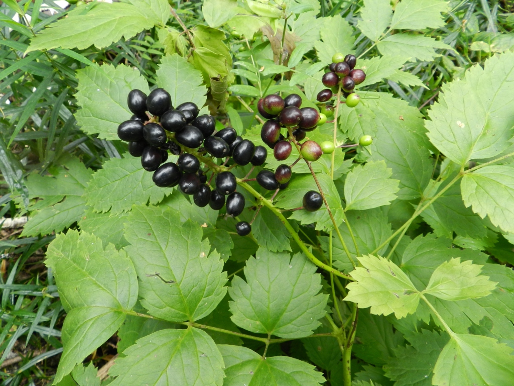 Image of Actaea spicata specimen.