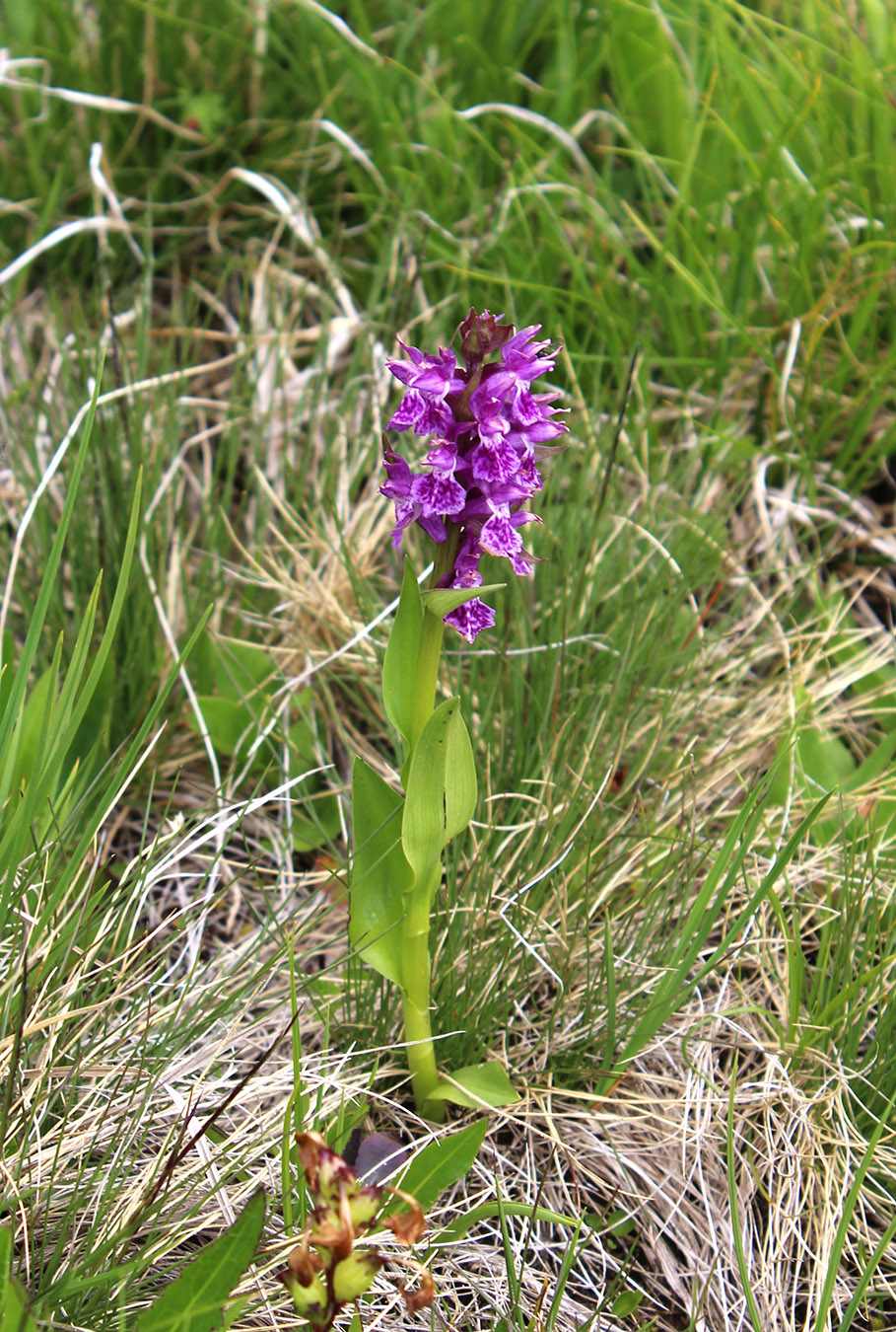 Изображение особи Dactylorhiza euxina.