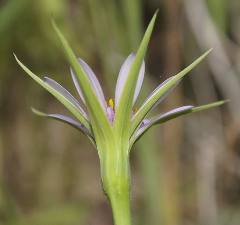 Image of Geropogon hybridus specimen.