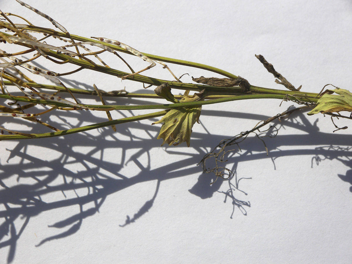Image of Barbarea minor specimen.