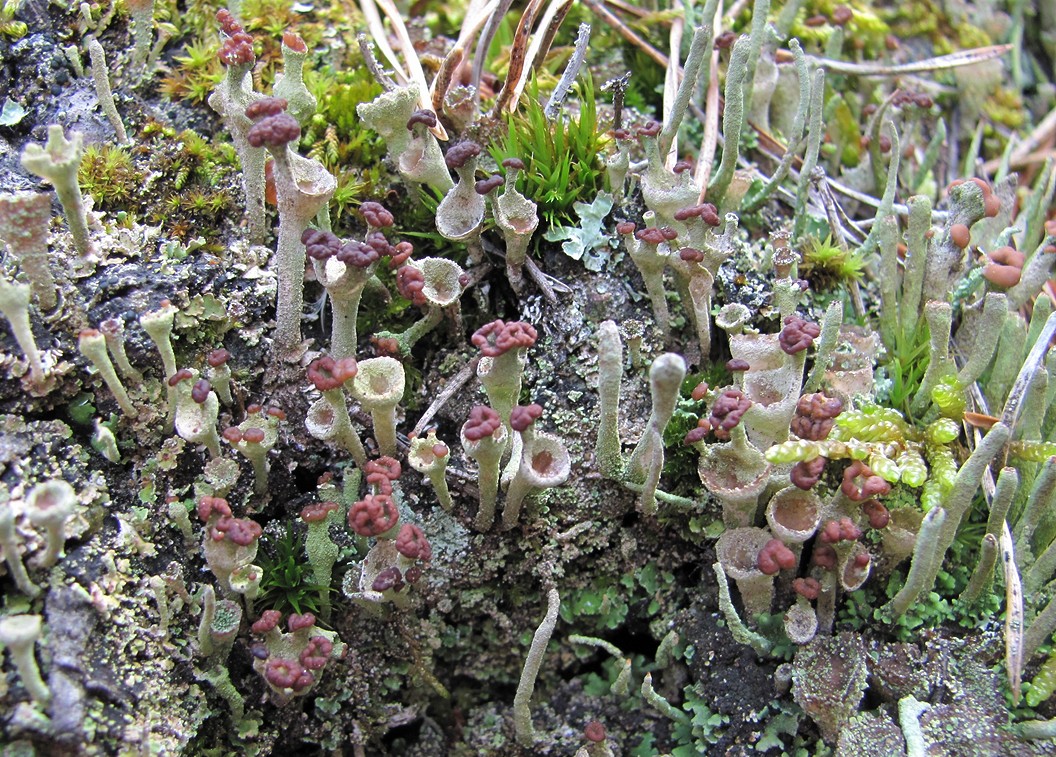 Изображение особи род Cladonia.