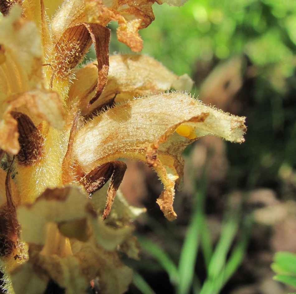 Image of genus Orobanche specimen.