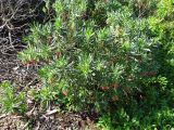 Lobostemon belliformis