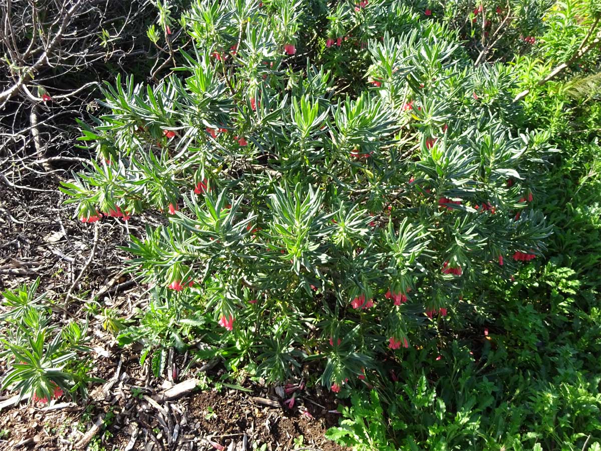 Изображение особи Lobostemon belliformis.