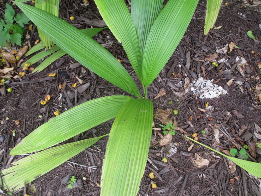 Image of Molineria capitulata specimen.