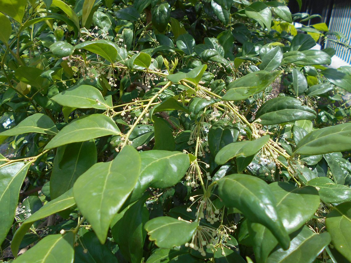 Image of Phyllanthus cuscutiflorus specimen.