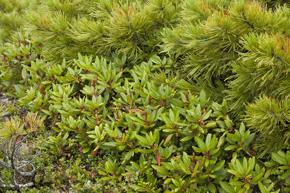 Image of Rhododendron aureum specimen.