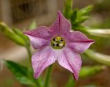 Nicotiana alata