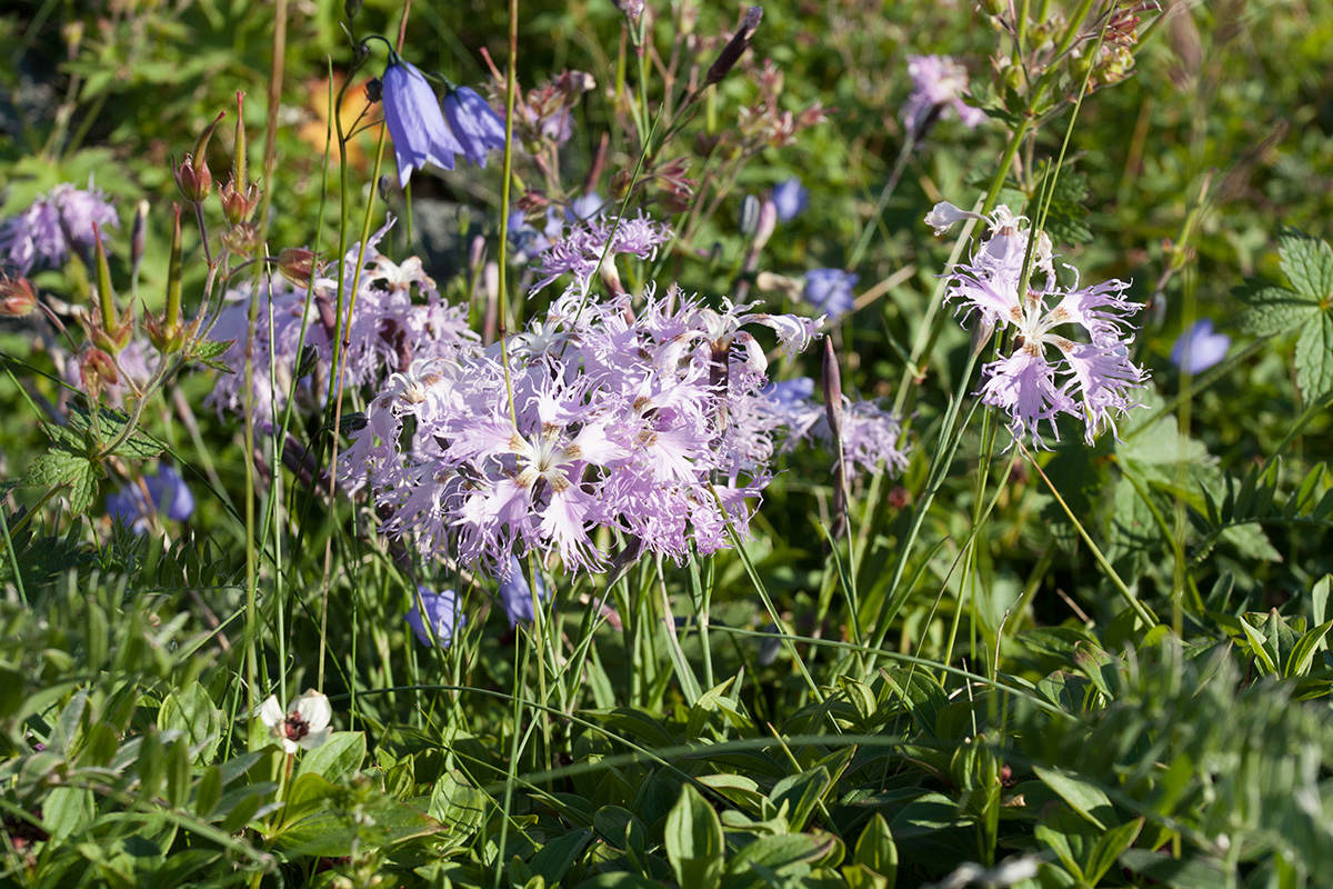 Изображение особи Dianthus superbus.