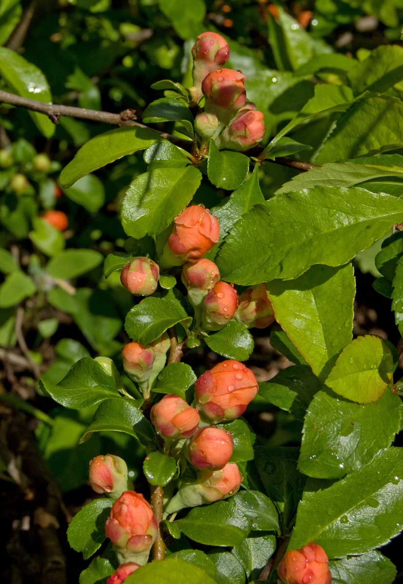 Image of Chaenomeles japonica specimen.