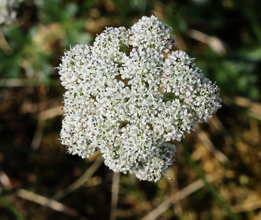 Изображение особи Pachypleurum alpinum.