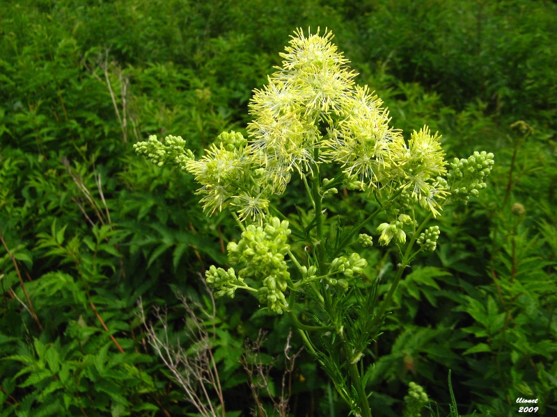 Image of Thalictrum lucidum specimen.