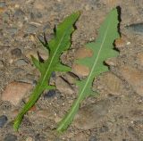 Sonchus подвид uliginosus