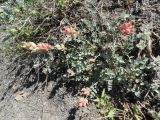 Astragalus calycinus