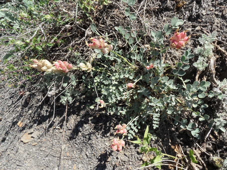 Изображение особи Astragalus calycinus.