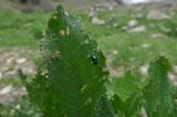 Rumex alpinus