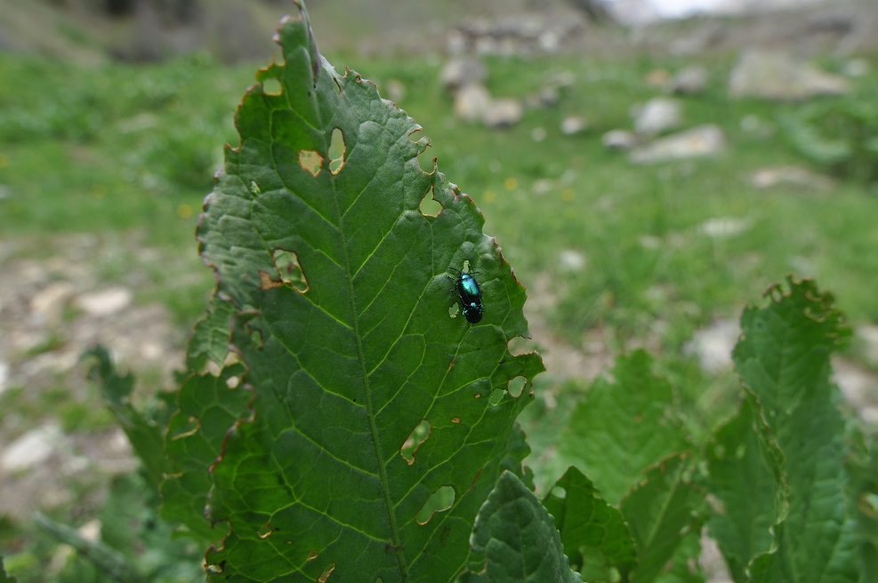 Изображение особи Rumex alpinus.