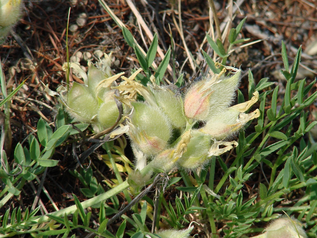 Image of Oxytropis peschkovae specimen.