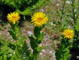 Inula grandiflora. Верхушки побегов с соцветиями. Абхазия, Рицинский реликтовый национальный парк, долина р. Аджарра, ≈ 2000 м н.у.м., субальпийский луг. 12.07.2017.