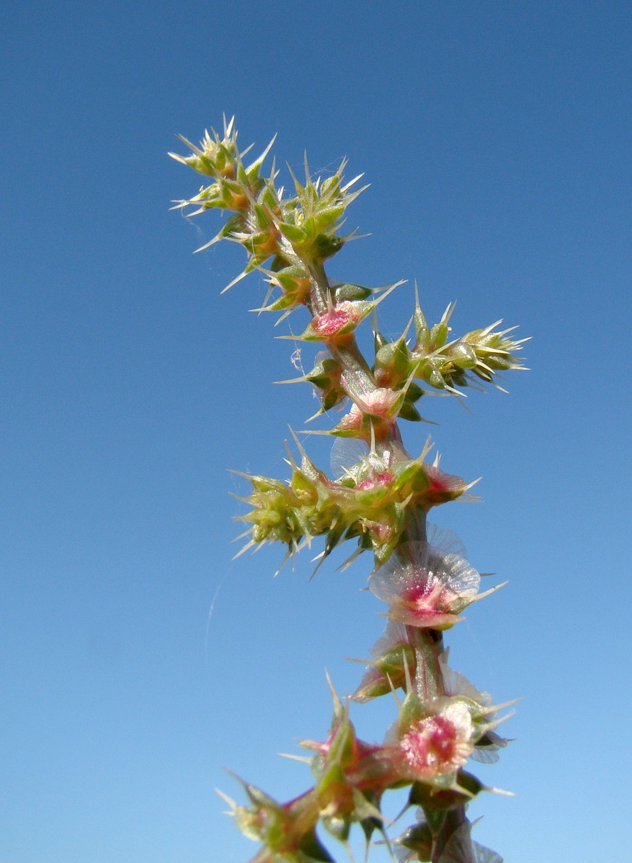 Image of Salsola paulsenii specimen.