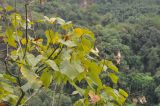 Firmiana danxiaensis. Ветвь с плодами. Китай, провинция Гуандун, р-н Шаогуань, геопарк \"Дансия\", лес на склоне горы. 17.10.2017.