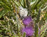 Cirsium esculentum. Листья и соцветия с кормящейся бабочкой Pseudochazara pallida. Монгольский Алтай, берег оз. Хурган-Нур. 31.10.2008.