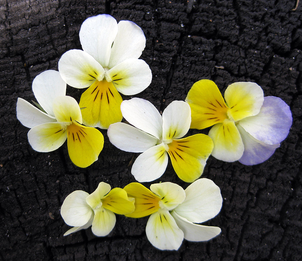 Image of Viola tricolor specimen.