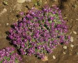 Lobularia maritima