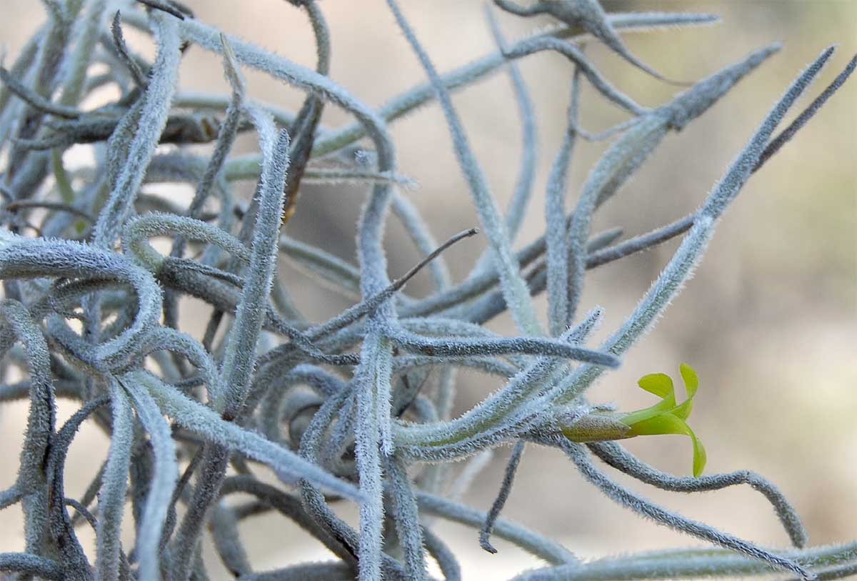 Image of Tillandsia usneoides specimen.