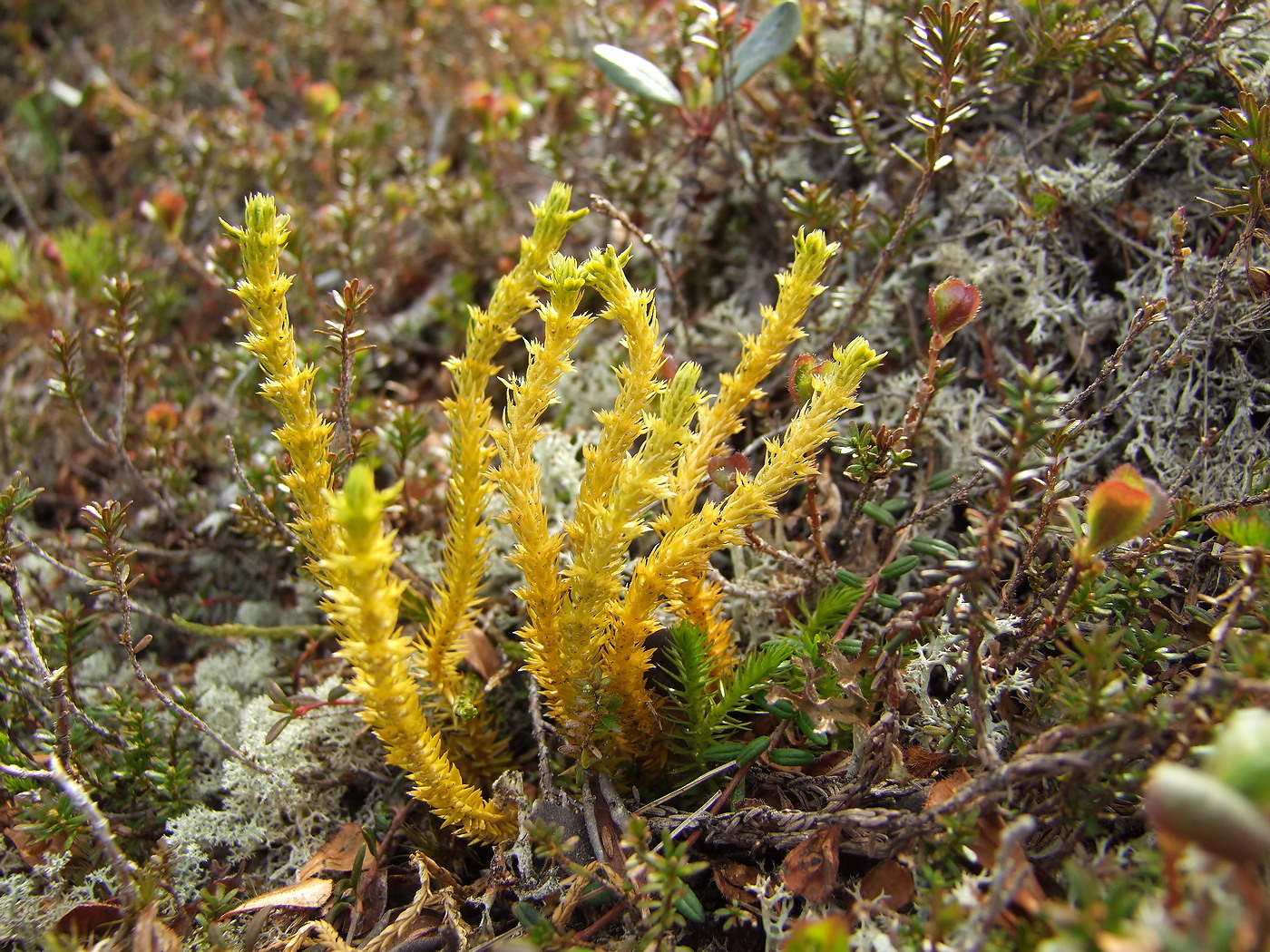 Image of Huperzia appressa specimen.