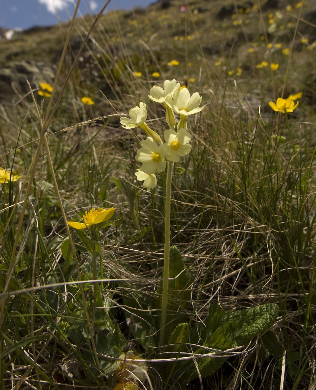 Изображение особи Primula ruprechtii.