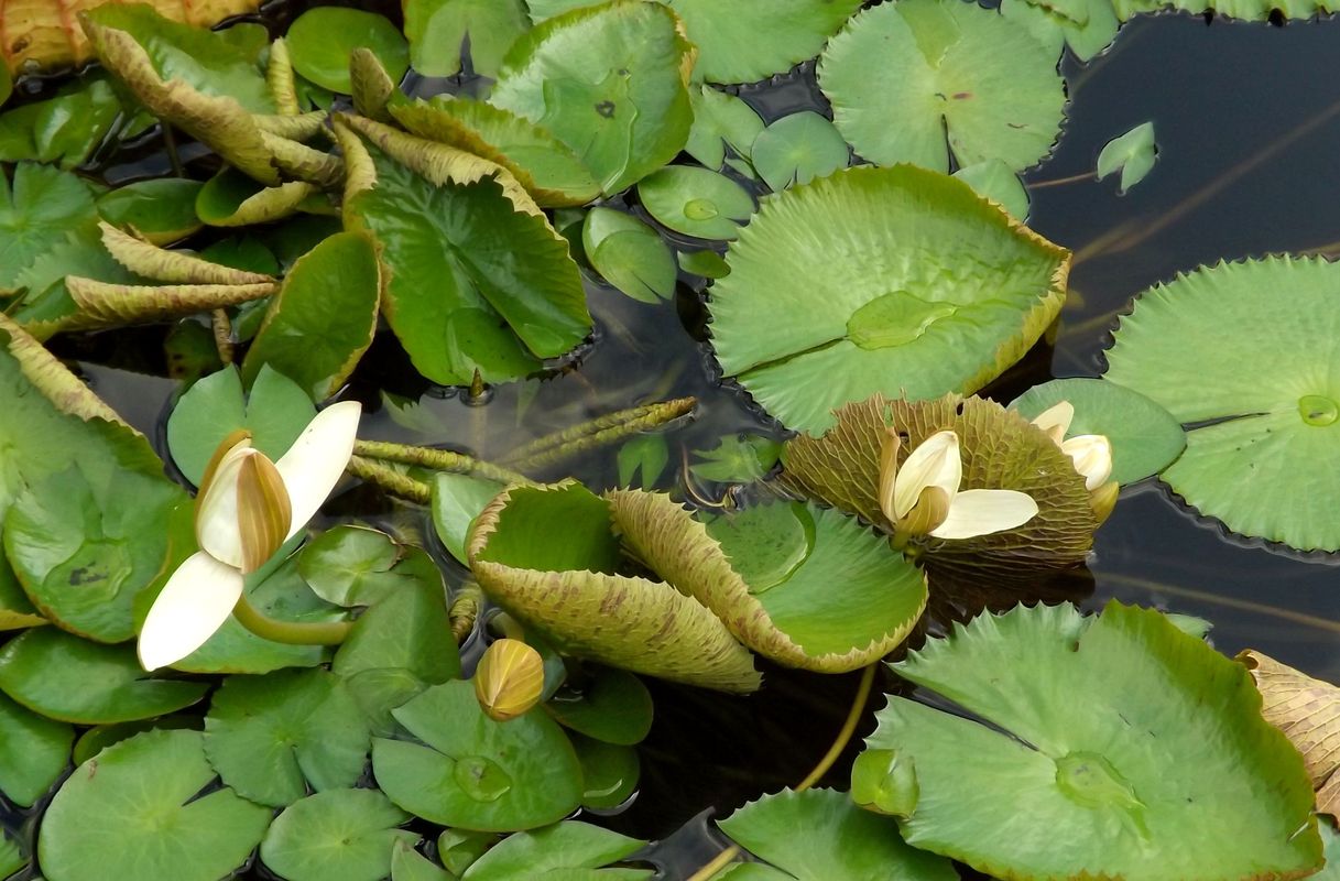 Image of Nymphaea colorata specimen.