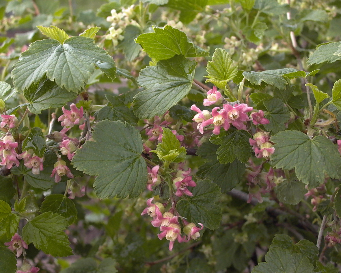 Изображение особи Ribes nigrum.