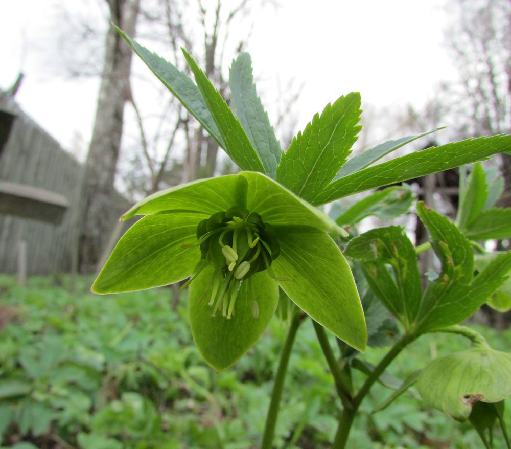 Изображение особи Helleborus odorus.