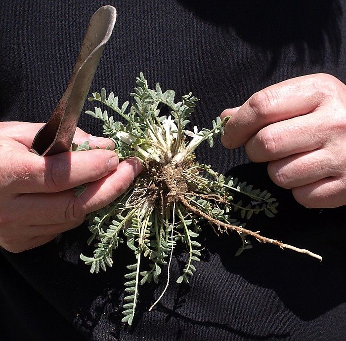 Image of Astragalus humilis specimen.