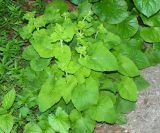 Campanula alliariifolia