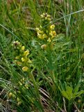 Pedicularis kaufmannii. Цветущие растения. Тульская обл., Ефремовский р-н, долина р. Красивая Меча, разнотравная степь. 03.06.2018.