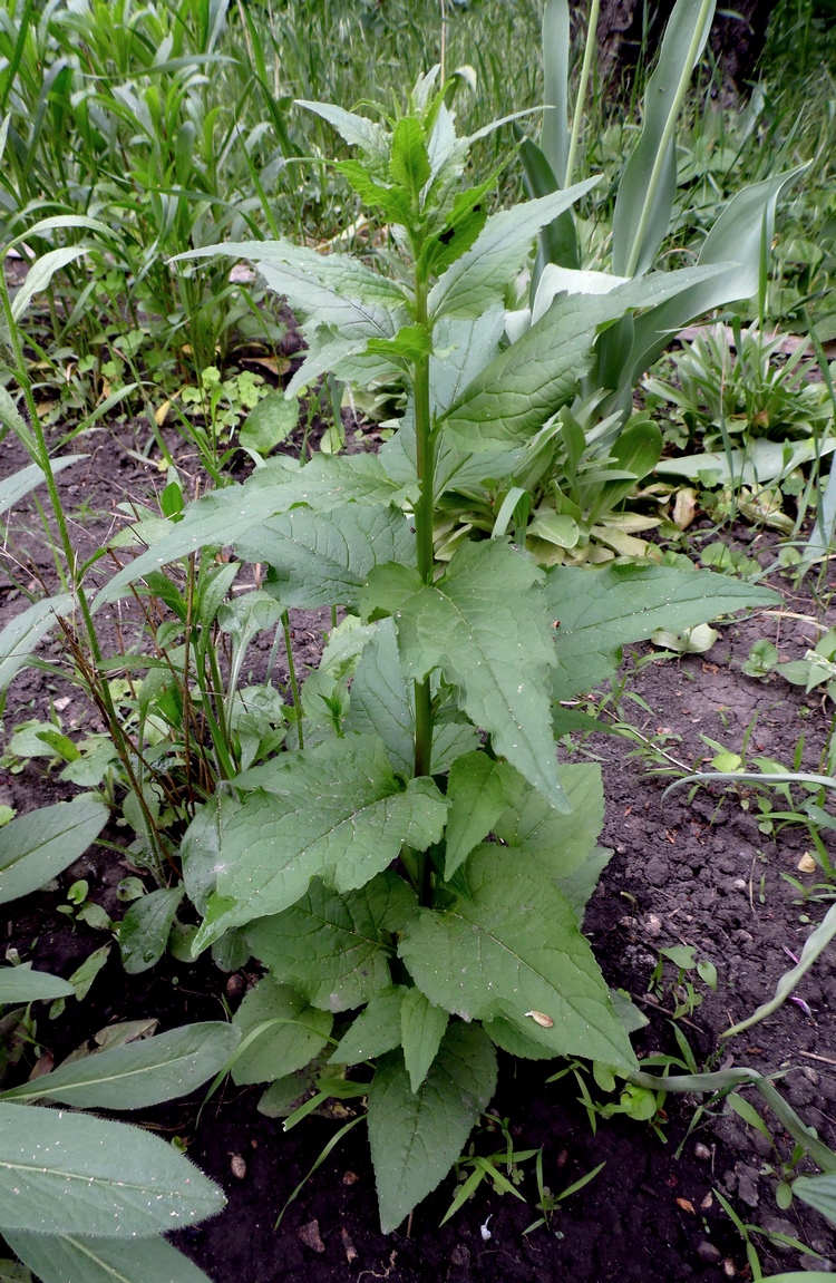 Image of Campanula rapunculoides specimen.