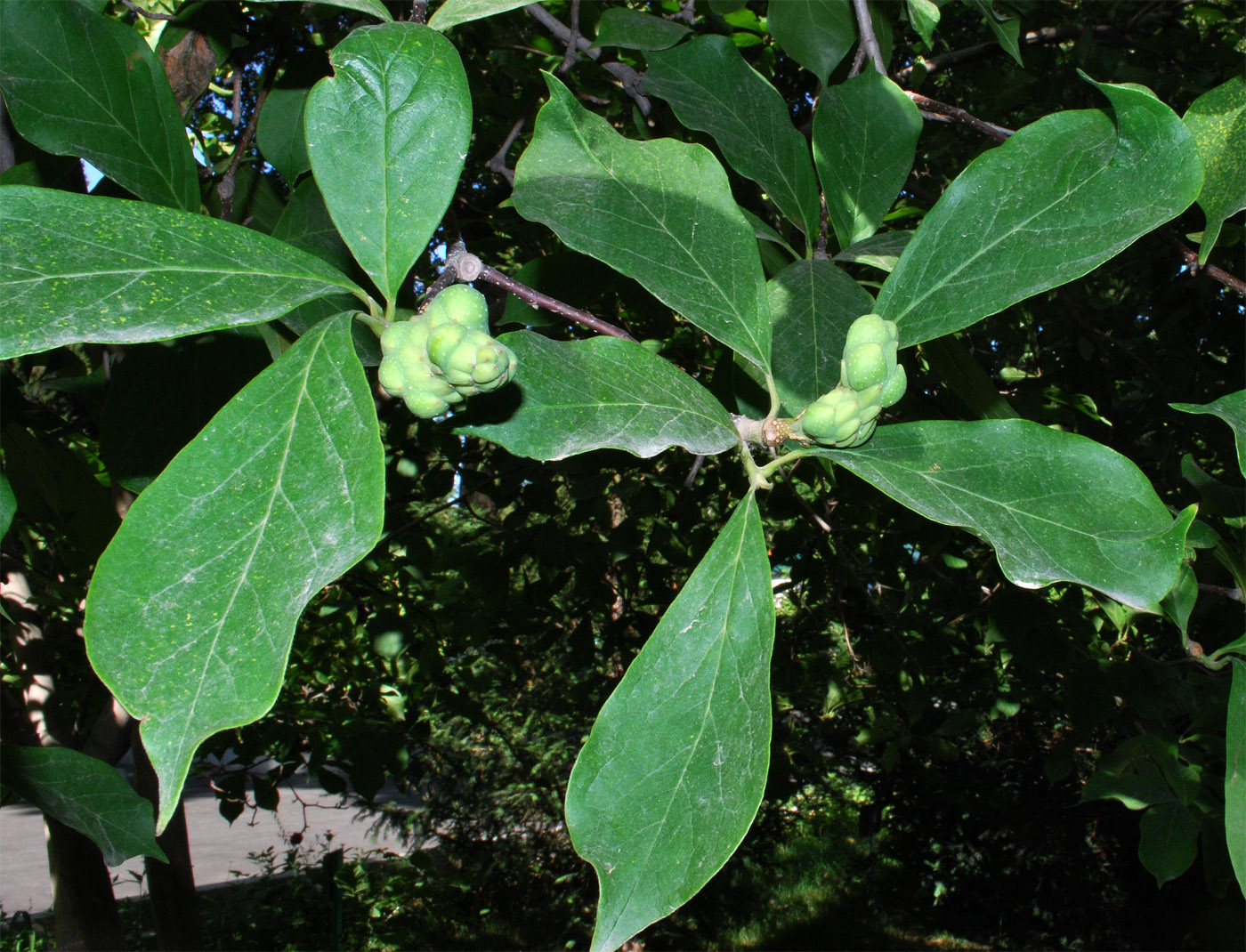 Image of Magnolia &times; soulangeana specimen.