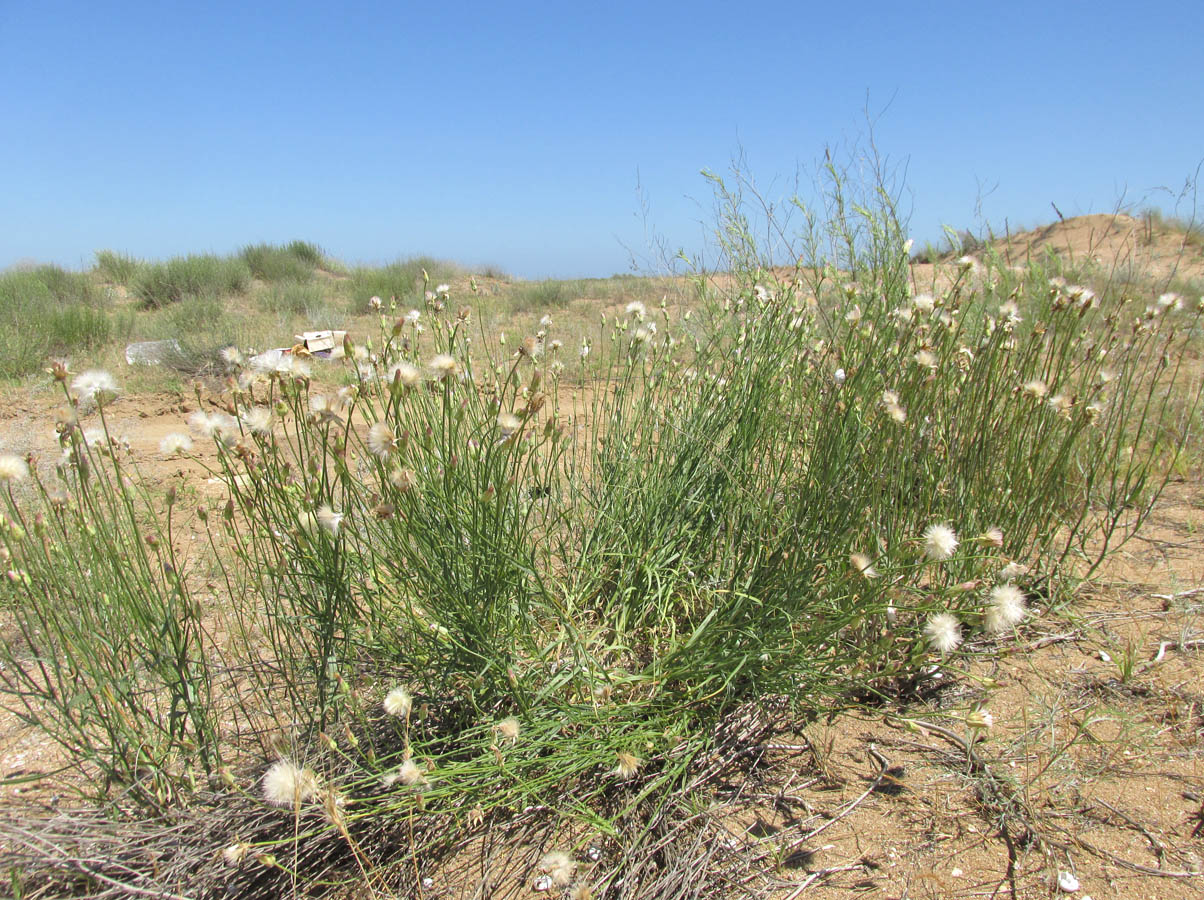 Image of Scorzonera biebersteinii specimen.