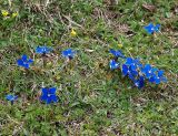 Gentiana angulosa