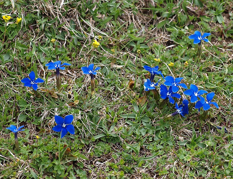 Изображение особи Gentiana angulosa.