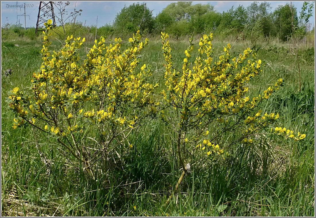 Изображение особи Chamaecytisus ruthenicus.