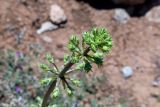 Ferulago trachycarpa. Верхушка зацветающего растения. Израиль, горный массив Хермон, ≈ 1400 м н.у.м. 07.07.2018.