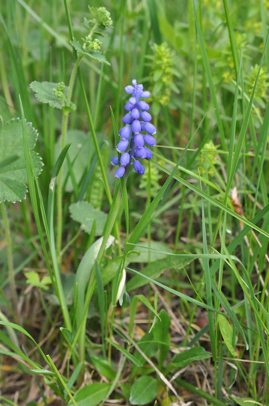 Изображение особи Muscari armeniacum.