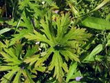 Geranium pratense