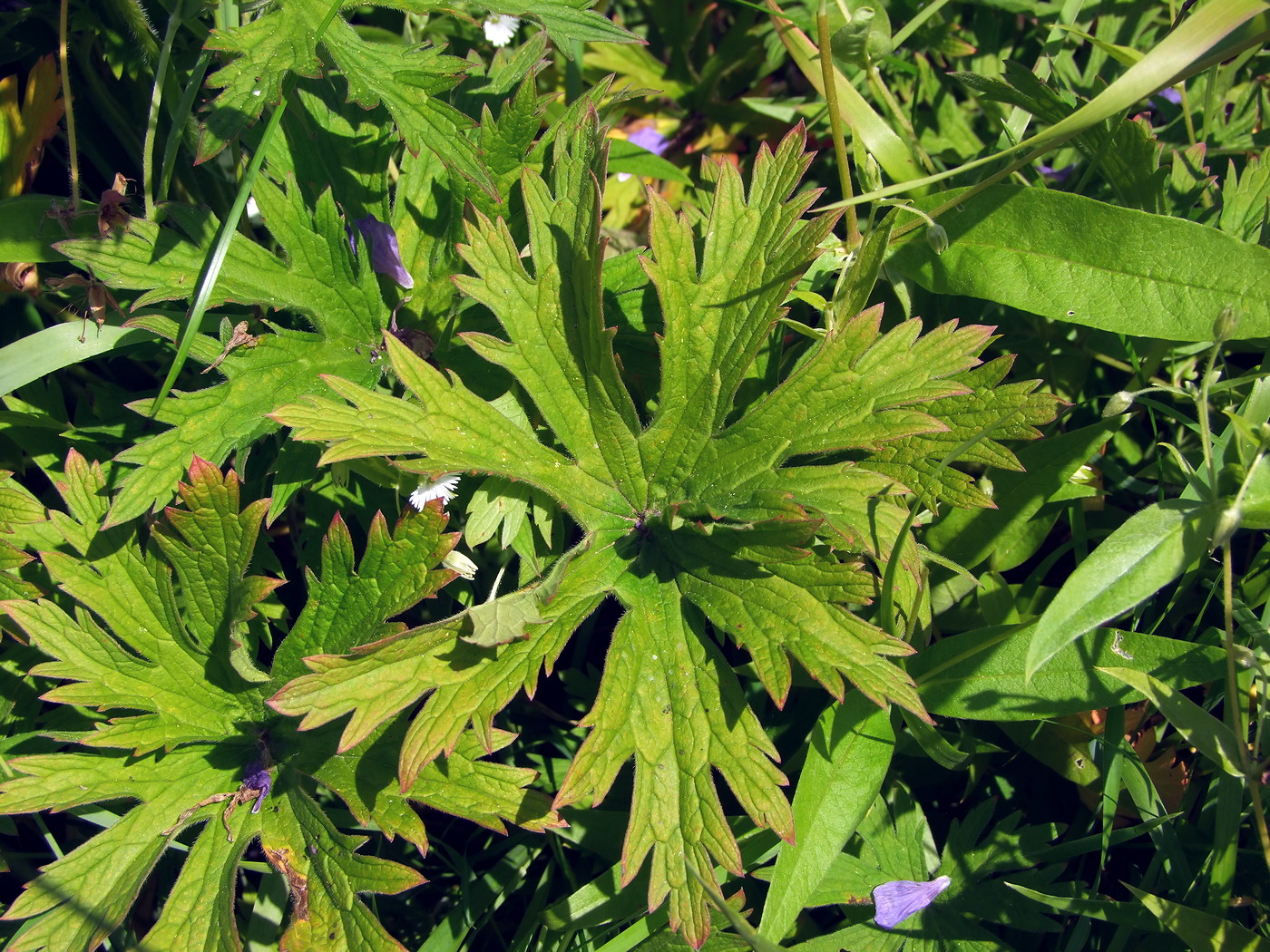 Image of Geranium pratense specimen.