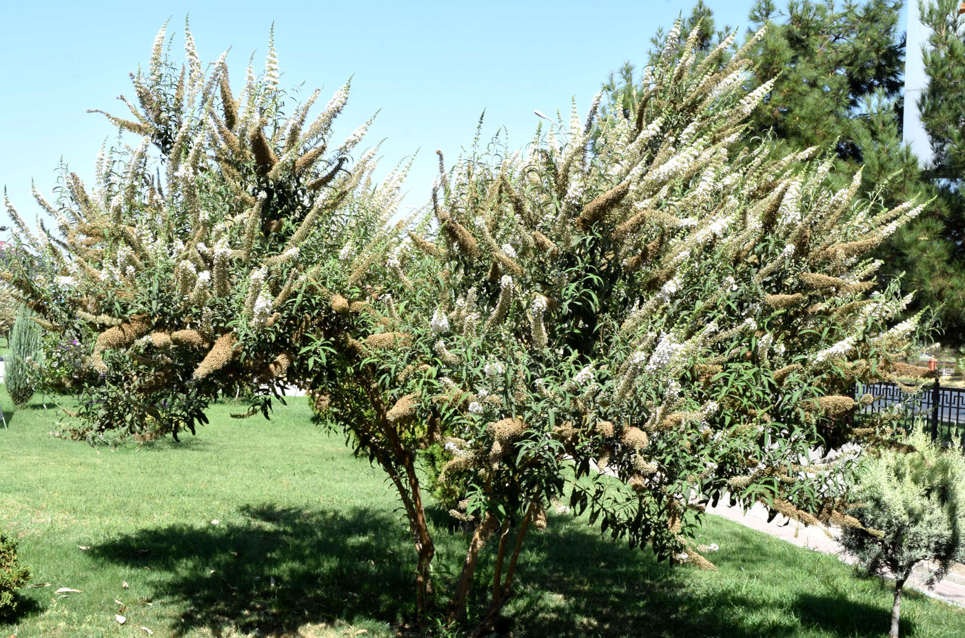 Image of Buddleja davidii specimen.