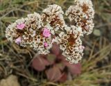 Goniolimon speciosum. Соплодие с одиночными цветками. Башкортостан, Учалинский р-н, Ильчигуловский сельсовет, окр. дер. Мулдашево, хр. Нурали, каменистый склон, ≈ 700 м н.у.м. 7 сентября 2018 г.